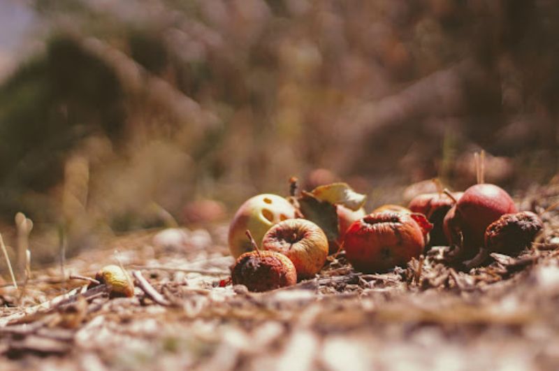 A lot of food stuff can be composted rather than being binned